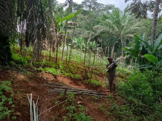 A Poultry for the Kamsi House