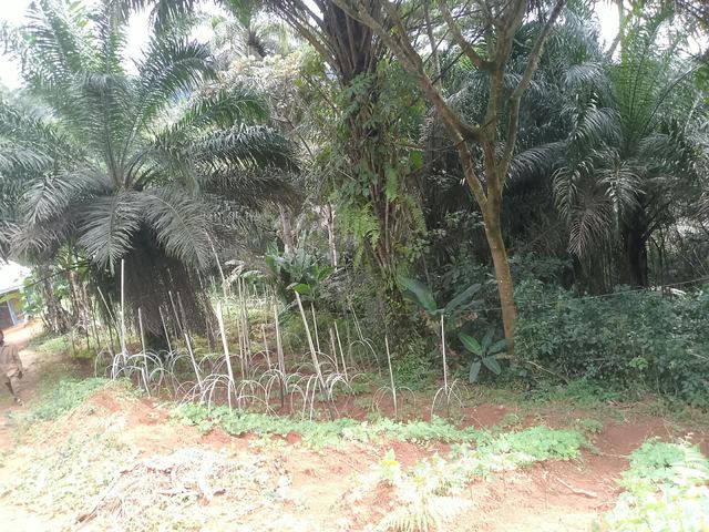 A Poultry for the Kamsi House
