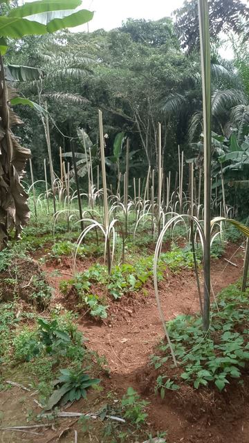 A Poultry for the Kamsi House