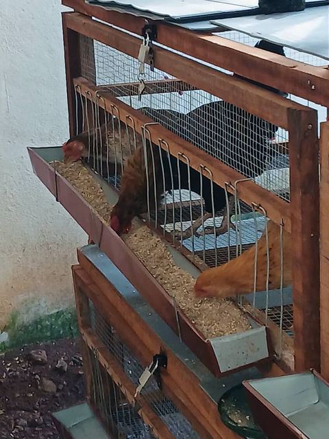 A Poultry for the Kamsi House