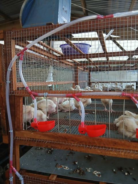 A Poultry for the Kamsi House