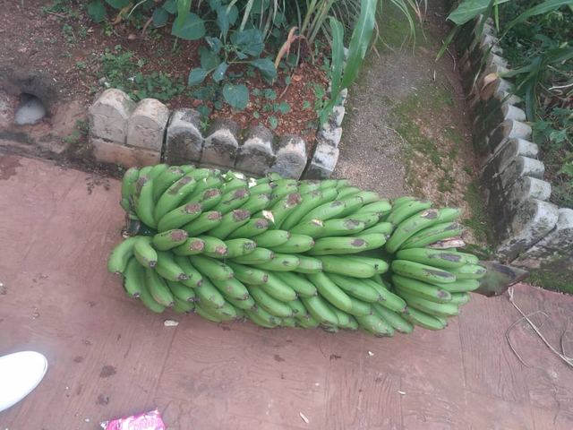 A Poultry for the Kamsi House